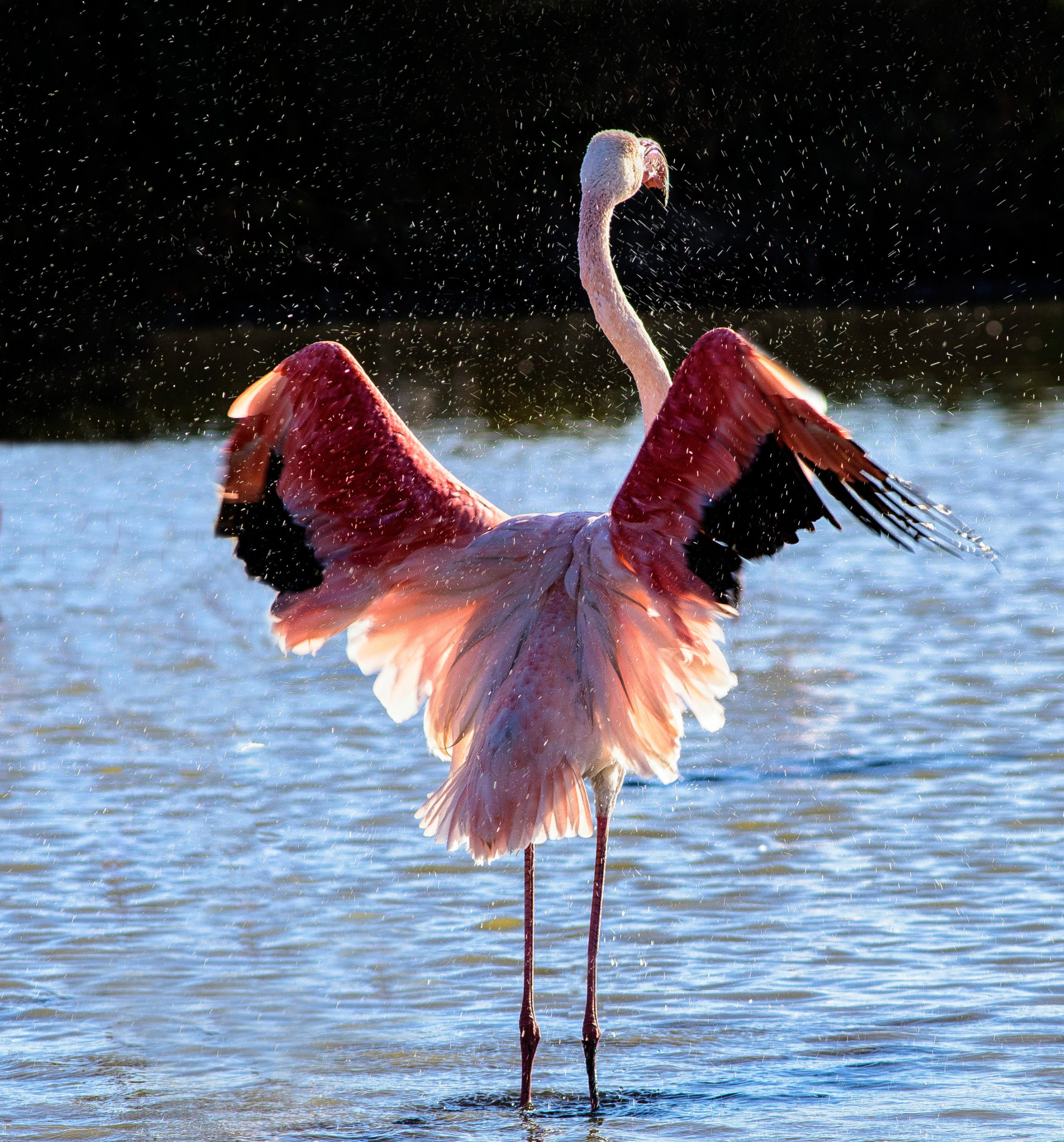 flamant rose