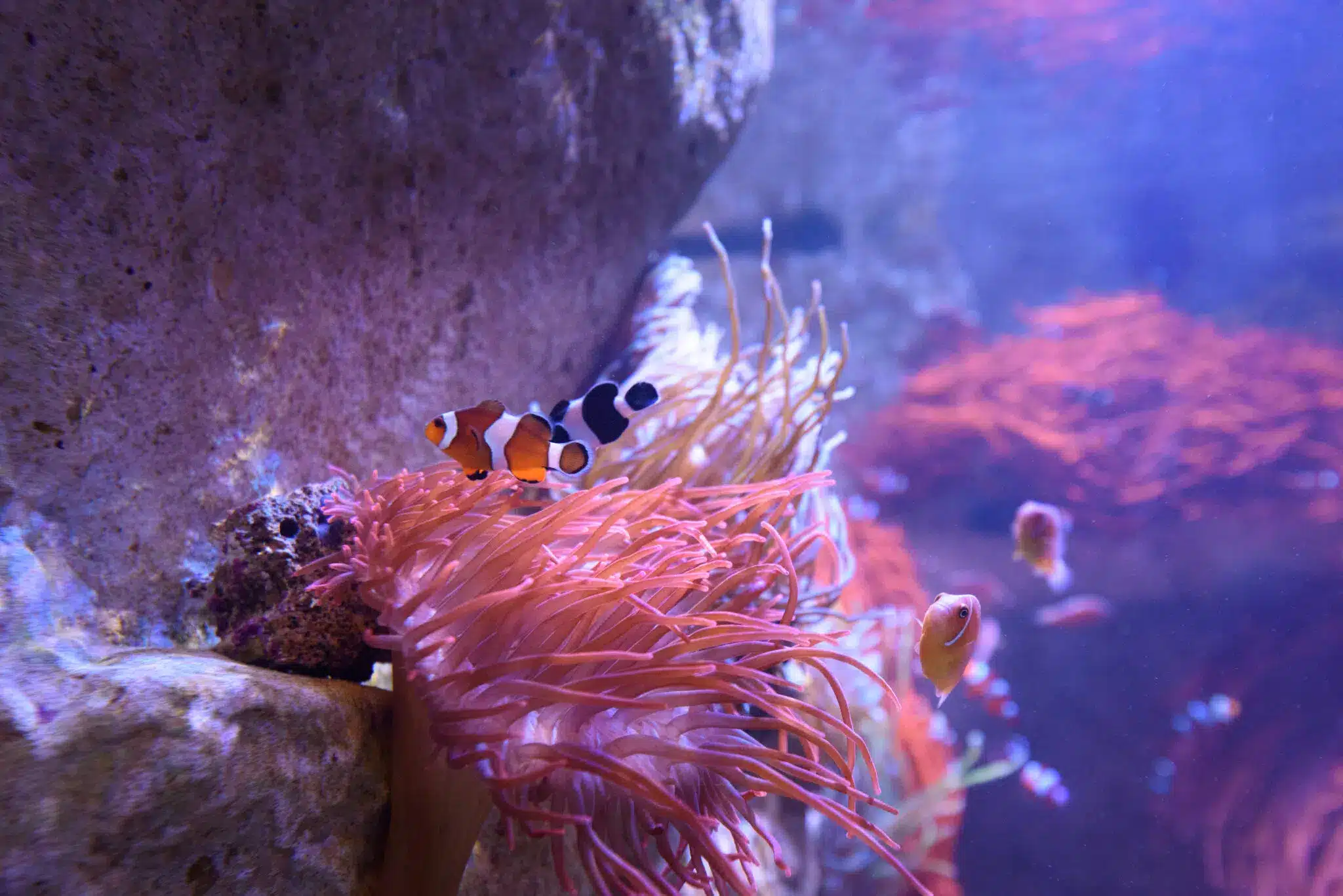 Seaquarium-grau-du-roi-65-scaled